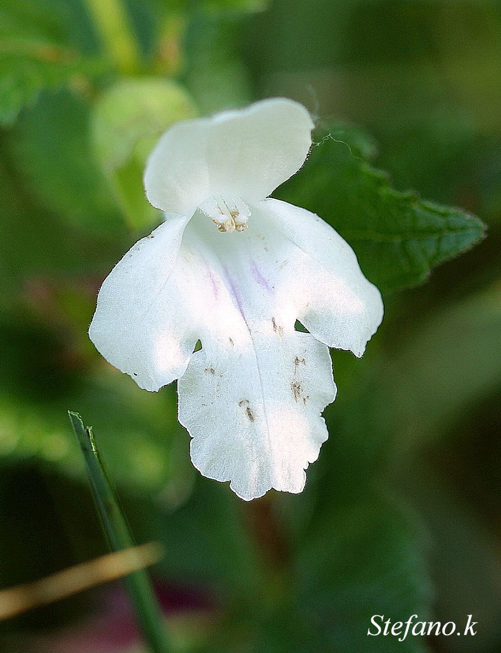 Melittis melissophyllum